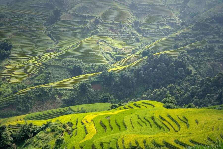 راهنمای انتخاب برنج پاکستانی