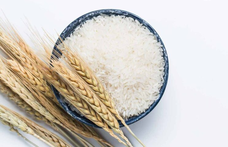 جلوگیری از شپشک برنج