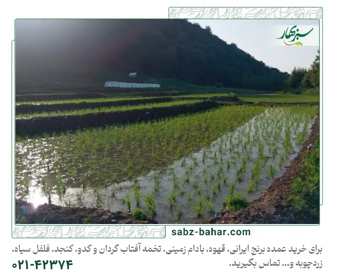 برنج مازندران بهتره یا برنج گیلان؟ | برنج ایرانی مازندران بهتر است یا برنج گیلان؟