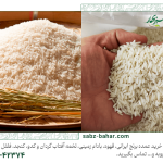 تفاوت برنج کشت اول و کشت دوم
