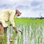 برنج هندی چطور تولید می شود