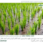 راهنمای خرید برنج ایرانی در شمال | خرید برنج عمده ایرانی در شمال ارزان تر است؟ | خرید از کارخانه شالیکوبی