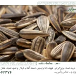 مقایسه تخمه آفتابگردان ایرانی و خارجی خرید عمده