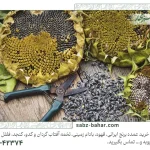 راهنمای نگهداری تخمه آفتابگردان عمده