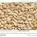 آشنایی با تخمه کدو گوشتی خام